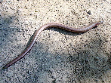 Orbettino e luscengola: due lucertole 